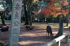 Nara-Park-27-1-8