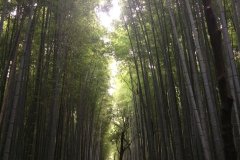 kyo-bamboo-forest-small