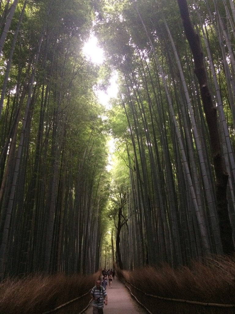 kyo bamboo forest small